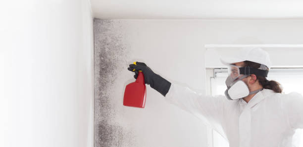 Best Attic Mold Removal  in Bedford, IA