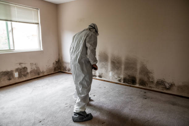 Best Commercial Mold Removal  in Bedford, IA